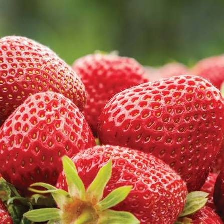 Tresca Strawberry Seeds garden fruit variety for home planting
