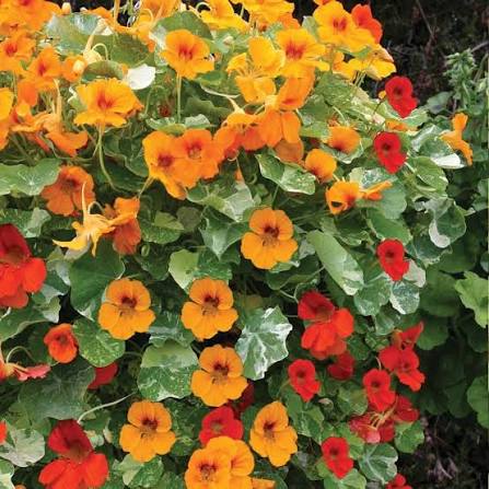 Tropaeolum majus Nanum Variegated Mixed nasturtium flowers and variegated foliage