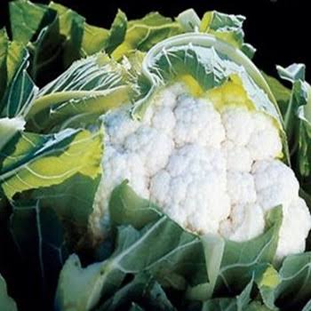 Tropical Cauliflower Seeds – Tropical Variety for Growing Fresh White Cauliflower