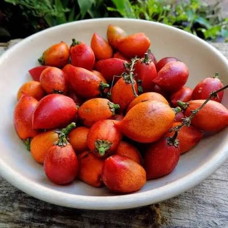 Peanut Butter Fruit Seeds tropical garden variety for home planting