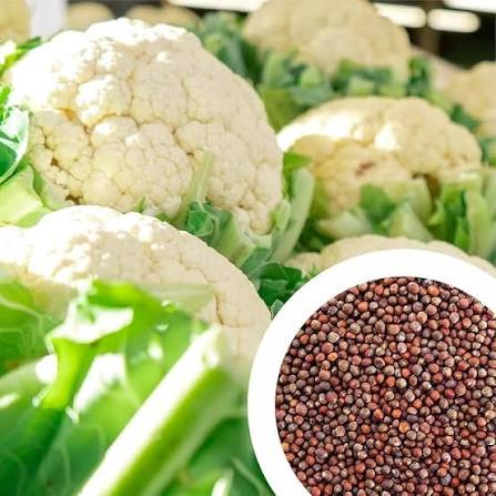 Tropical Cauliflower Seeds – Tropical Variety for Growing Fresh White Cauliflower