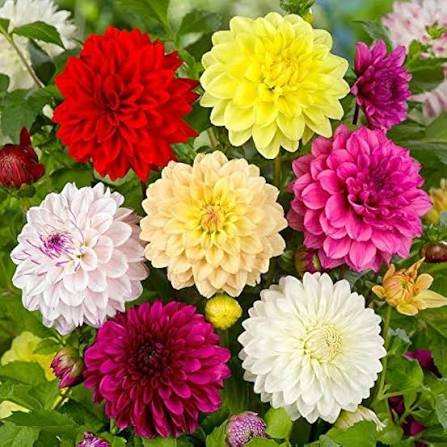 Dahlia Unwins Hybrids Mixed flower seeds for planting