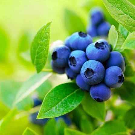 Jersey Blueberry Plant Northern Highbush fruit variety for home garden