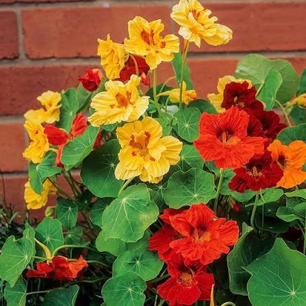 Tropaeolum majus Nanum Variegated Mixed nasturtium flowers and variegated foliage