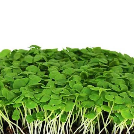 Basil Verred Green herb microgreen seeds for growing fresh basil greens