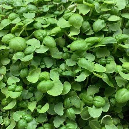Basil Verred Green herb microgreen seeds for growing fresh basil greens