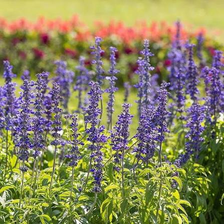 Salvia Farinacea Victoria Blue Mealycup Sage flower seeds with violet-blue flower spikes