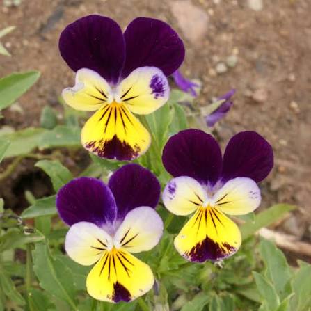 Johnny Jump Up Wild Pansy Viola Tricolor flower seeds with purple yellow and white blooms