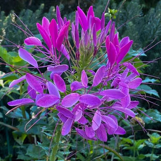 Spider Flower Cleome Spinosa Violet Queen flower seeds for planting
