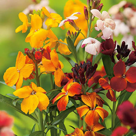 Wallflower Cheiranthus Maritimus Mixed flowers growing in a garden