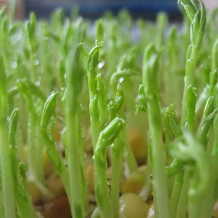 Watercress vegetable microgreen seeds for growing fresh tender green peppery leaves