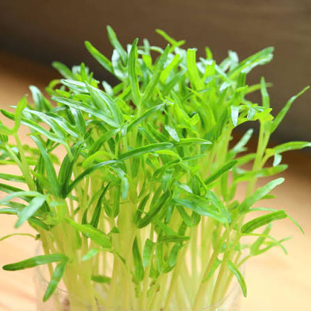 Watercress vegetable microgreen seeds for growing fresh tender green peppery leaves
