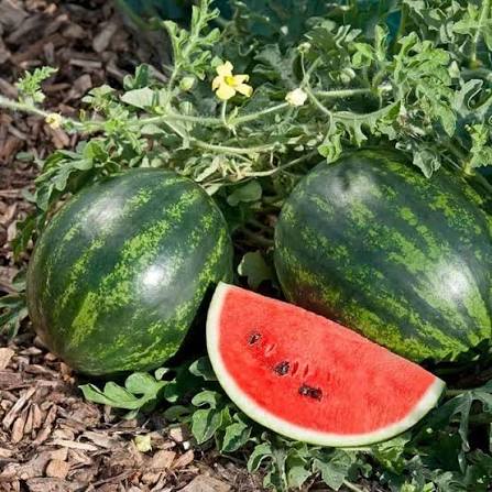 Asian J Watermelon Seeds garden fruit variety for home planting