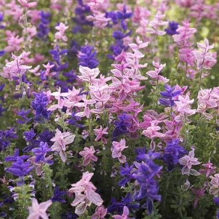 Painted Sage Salvia Horminum White Mist flower seeds with elegant white bracts