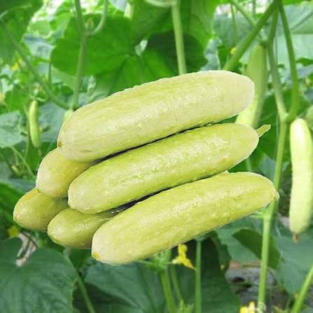 White Cucumber Seeds – Unique White Cucumber Vegetable Garden Variety