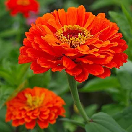 White Zinnia Elegance Dahlia Flowered Polar Bear flower with large double blooms