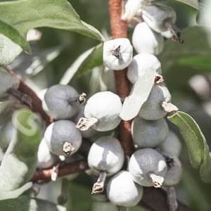 Silverberry Seeds for growing Elaeagnus commutata wolf willow wild olive fruit shrubs