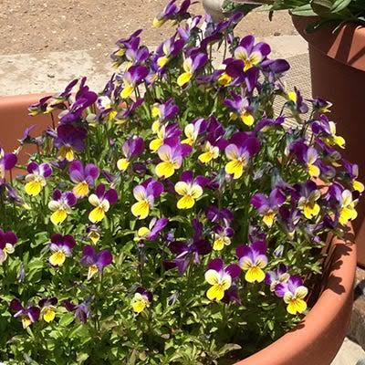 Johnny Jump Up Wild Pansy Viola Tricolor flower seeds with purple yellow and white blooms
