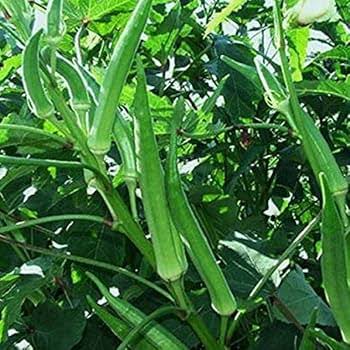 Winter Okra Seeds – Green Okra Garden Vegetable Variety