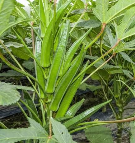 Winter Okra Seeds – Green Okra Garden Vegetable Variety