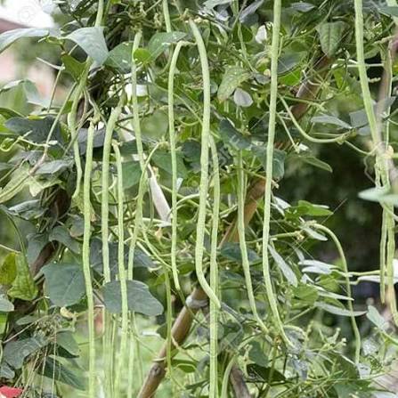 Yard Long Bean Seeds for Planting – Long Tender Bean Vegetable Seeds for Gardens