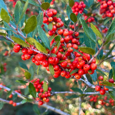 Yaupon Holly Seeds for growing Ilex vomitoria native evergreen holly plants