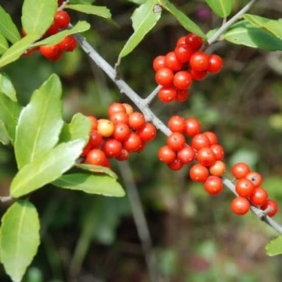 Yaupon Holly Seeds for growing Ilex vomitoria native evergreen holly plants
