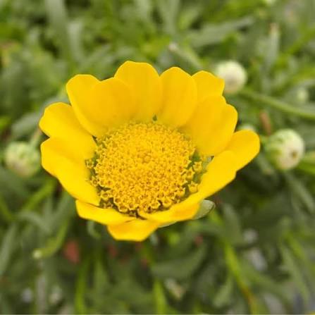 Yellow Annual Chrysanthemum Multicaule flowers growing in a garden