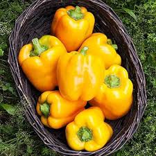 California Wonder Yellow Capsicum Seeds for Planting – Heirloom Bell Pepper Seeds