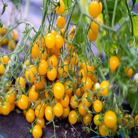 Tomato Yellow Grapes F1 microgreen seeds for growing yellow grape tomatoes