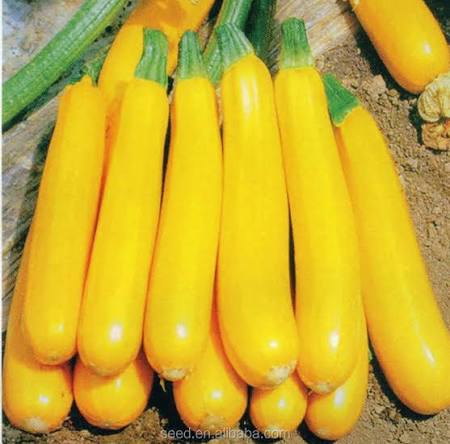 Yellow Long Squash Seeds garden vegetable variety for home planting