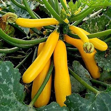 Yellow Long Squash Seeds garden vegetable variety for home planting