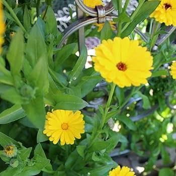 Calendula officinalis Yellow Gitana Pot Marigold flower seeds