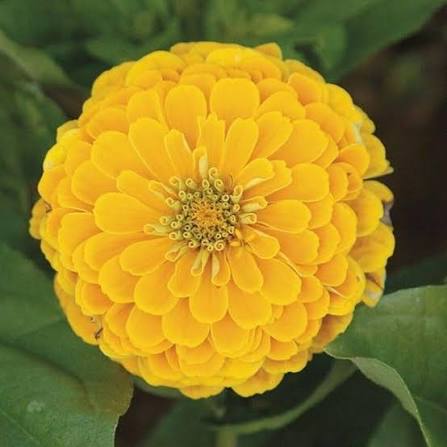 Zinnia Elegance Dahlia Flowered Canary Bird Yellow Flower Seeds with double yellow blooms