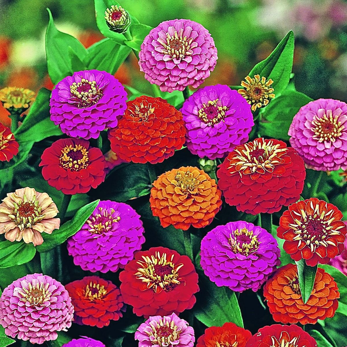 Zinnia Elegance Dahlia Flowered Eldorado Flower Seeds with golden double blooms