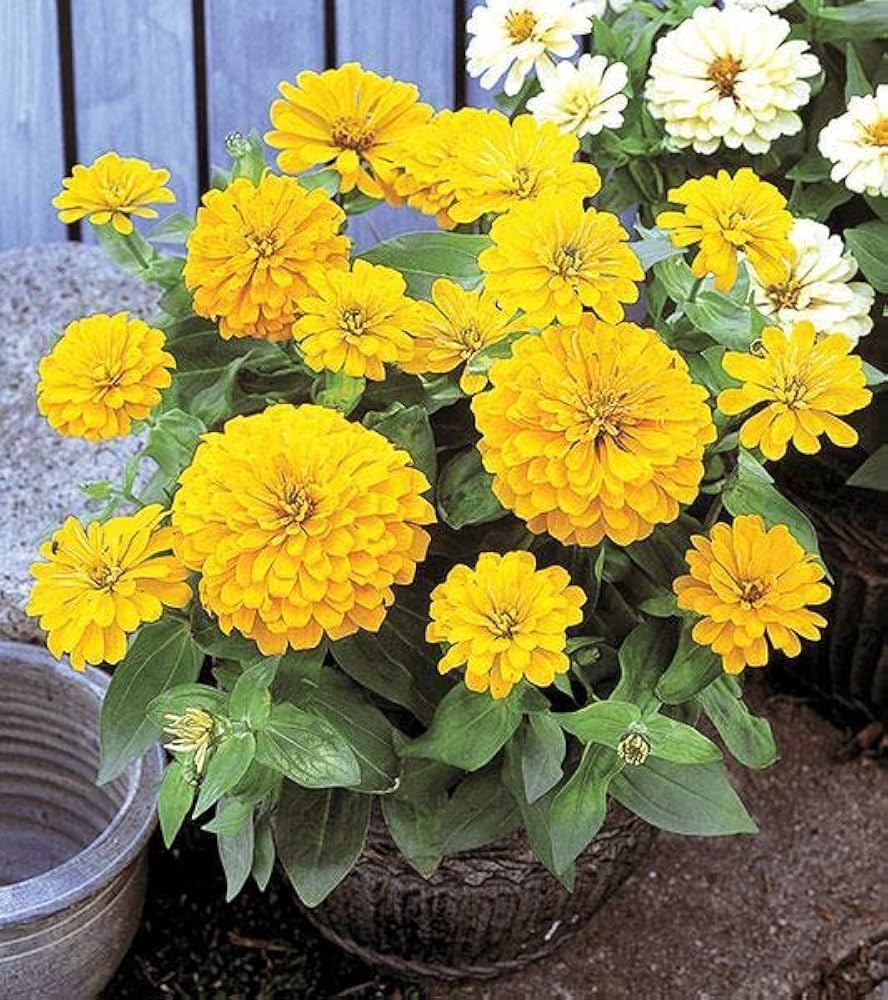 Zinnia Elegance Dahlia Flowered Illumination Flower Seeds with full double blooms