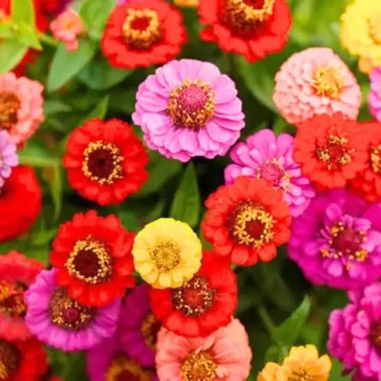 Zinnia Elegance Dahlia Flowered Mixed Flower Seeds with colorful double blooms
