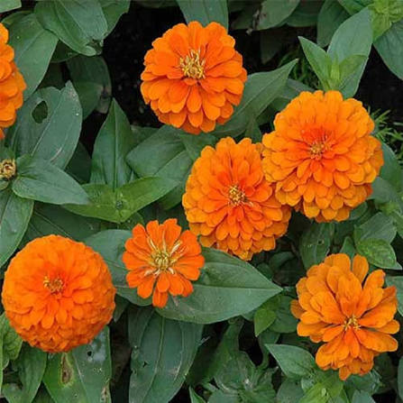 Zinnia Elegance Dahlia Flowered Orange King Flower Seeds with large orange double blooms