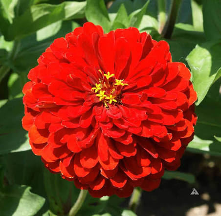 Zinnia Elegance Dahlia Flowered Scarlet Flame flower with large scarlet blooms