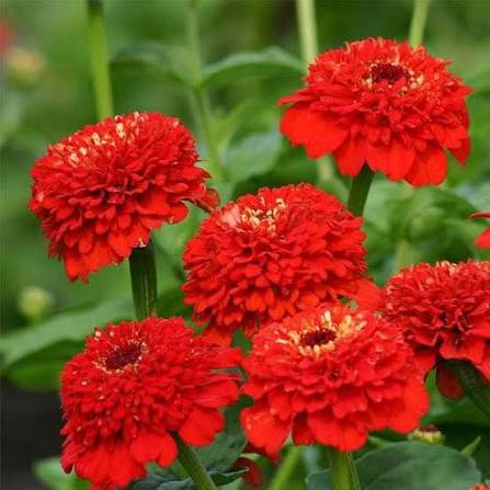 Zinnia Elegance Dahlia Flowered Scarlet Flame flower with large scarlet blooms