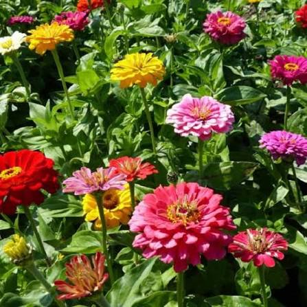 Zinnia Elegance Dahlia Flowered Mixed Flower Seeds with colorful double blooms