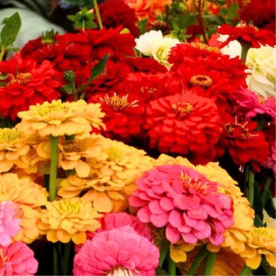 Zinnia Elegance Pulcino Dwarf Mixed flower seeds with colorful compact blooms
