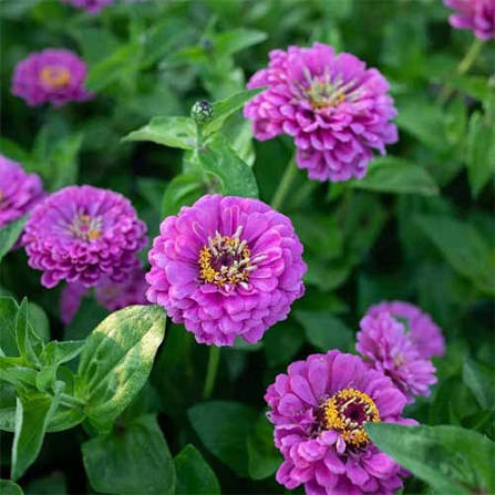 Zinnia Elegance Dahlia Flowered Royal Purple flower with large layered blooms