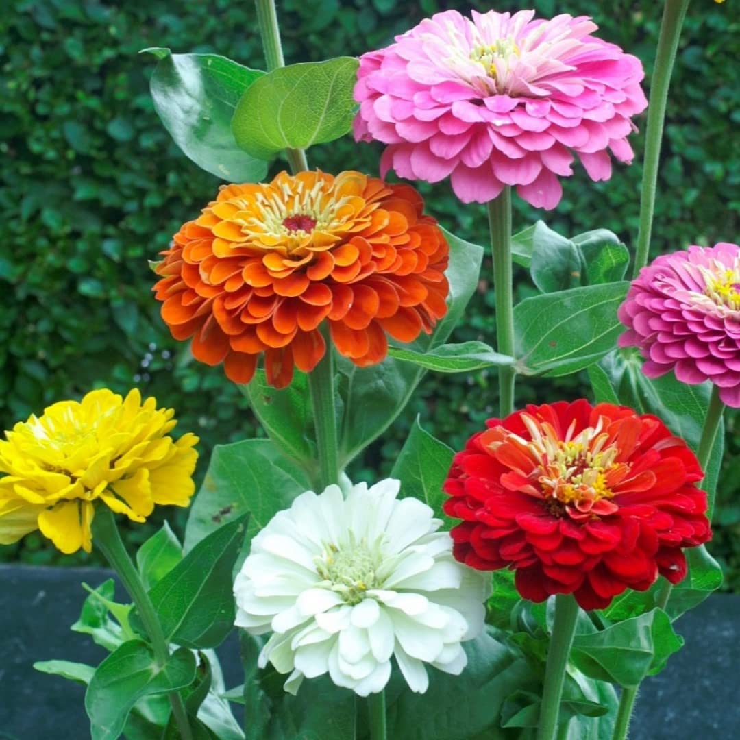 Zinnia Elegance Dahlia Flowered Mixed Flower Seeds with colorful double blooms