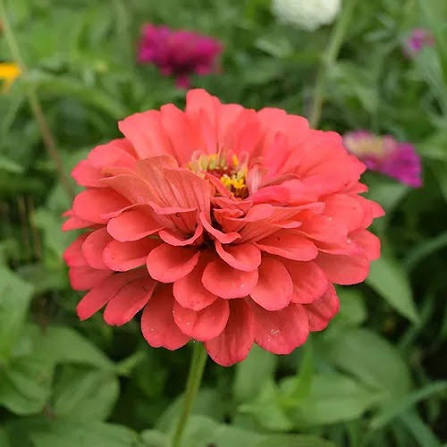 Zinnia Elegance Dahlia Flowered Eldorado Flower Seeds with golden double blooms