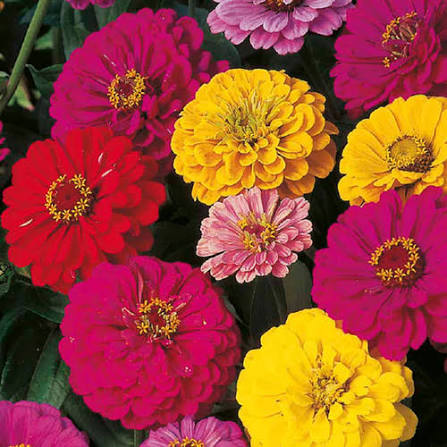 Zinnia Elegance Dahlia Flowered Illumination Flower Seeds with full double blooms