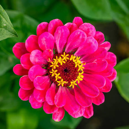 Zinnia Lilliput Mixed flower seeds producing colorful compact blooms